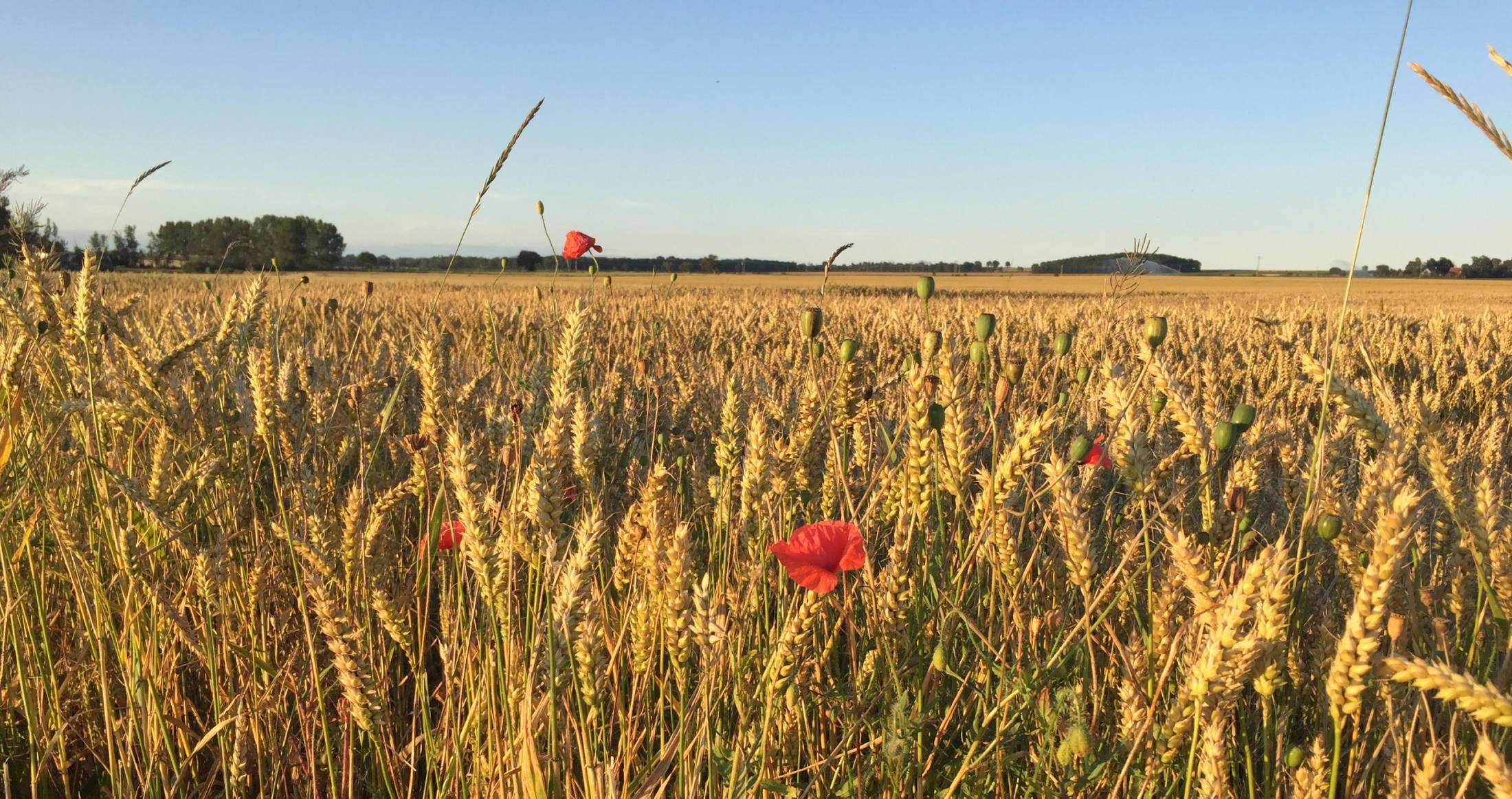 Vetefält på Öland